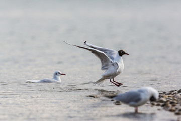 black-headed gull (Larus ridibundus) landing on beach