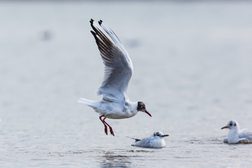 one black-headed gull (Larus ridibundus) landing in water