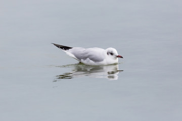 one natural black-headed gull (Larus ridibundus) on water surface