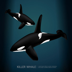 Fototapeta premium Killer Whale Under The Sea Vector Illustration