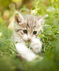 Naklejka na ściany i meble little kitten is walking in green grass outdoors