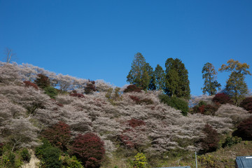 Fototapeta na wymiar 小原の四季桜