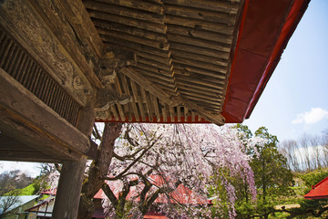 桜　さくら　cherry blossom　お寺と桜　日本の風景