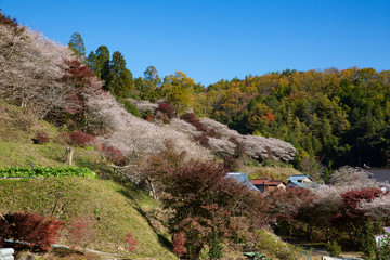 小原の四季桜