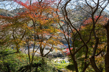 Fototapeta premium 小原の四季桜