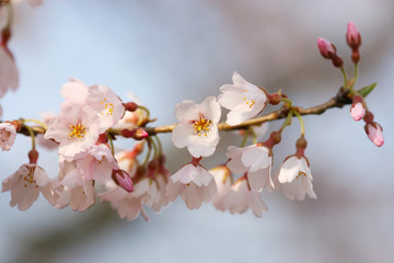 桜　さくら　cherry blossom　花びら
