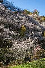 小原の四季桜
