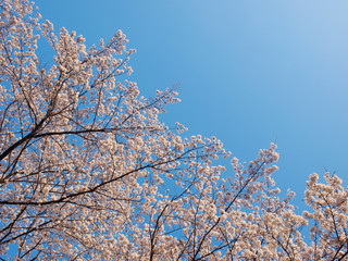 桜　さくら　cherry blossom　青空
