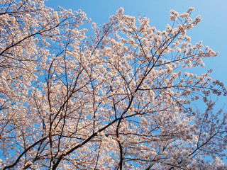 桜　さくら　cherry blossom　青空