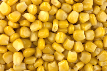 Canned corn background or texture