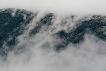 Naklejka na ściany i meble pine forest in mountains with fog. beautiful background.
