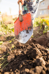 a woman digs a garden with a shovel