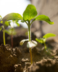 small shoots of sunflower in the ground