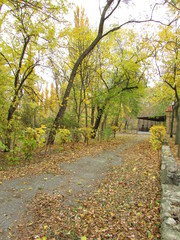 autumn, autumn walk, old trees, leaves