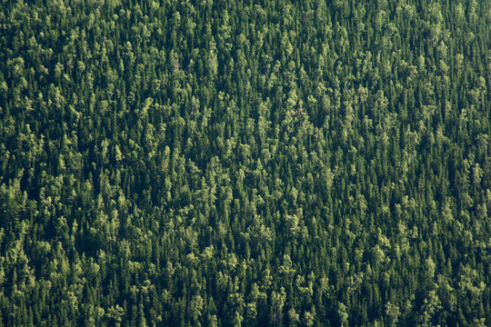 Full image of coniferous trees - green texture background