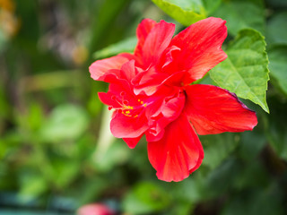 Beautiful red hibiscus flower with green leaves.