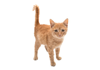 redhead kitten isolated