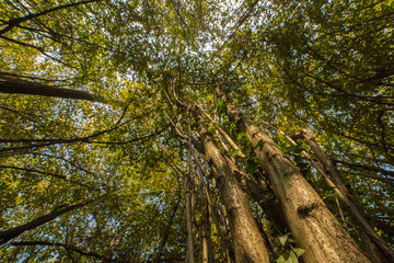 robinia forest, in the adda park