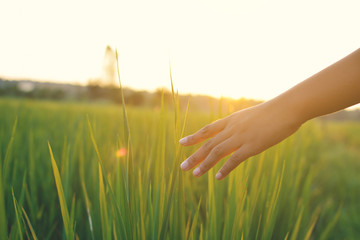Young hand touch green rice on field during sunset ,nature and fresh air
