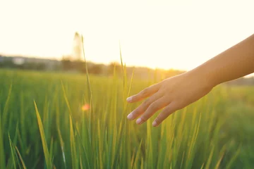 Crédence de cuisine en verre imprimé Herbe Young hand touch green rice on field during sunset ,nature and fresh air