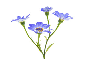 Obraz na płótnie Canvas blue cineraria isolated