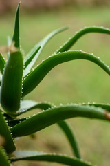 green Aloe in garden