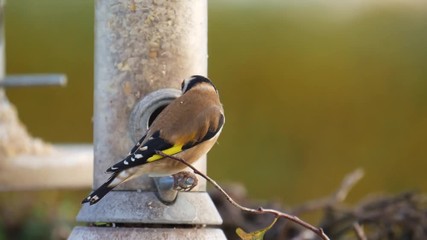 birds gold finch in garden feeding