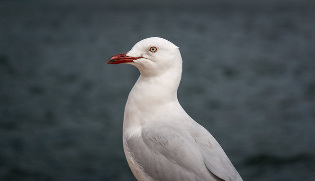Close up picture of a seagull with a red eye and a red beak on a charcoal colour background