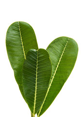 Green plumeria leaf isolated