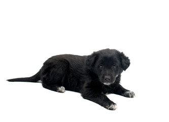 black dog isolated