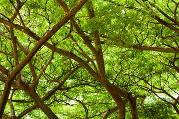 tree branch