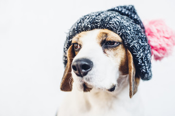 Beagle dog in woven pom pom hat looking aside