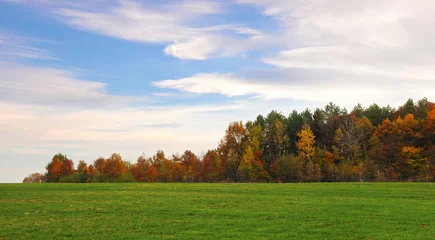Fototapeten Picturesque white strokes of clouds in bright blue sky above vibrant trimmed green grass and the end of forest with orange and yellow trees. Warm fall day in October, solitary vast area © shinedawn