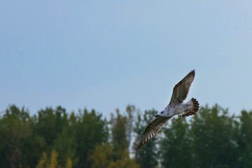 Flying gull on blue sky and trees background
