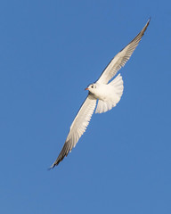 Fototapeta premium Flying seagull on blue sky