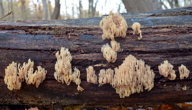 Artomyces pyxidatus coral fungus