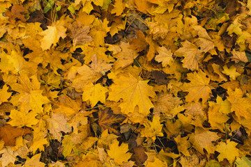 fallen maple leaves
