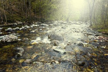 Forest valley with river at sunrise