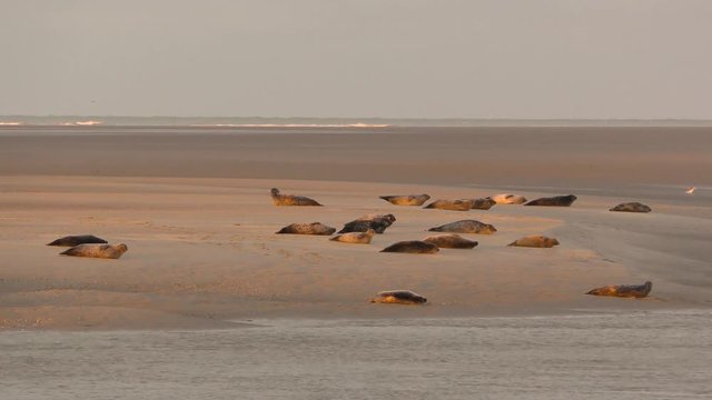 La sieste des phoques veaux-marins à Berck-sur-mer