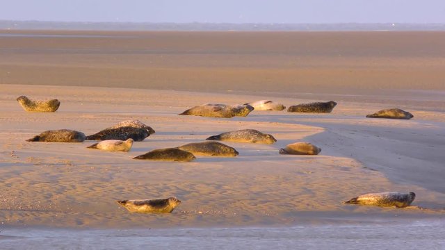 La sieste des phoques veaux-marins à Berck-sur-mer