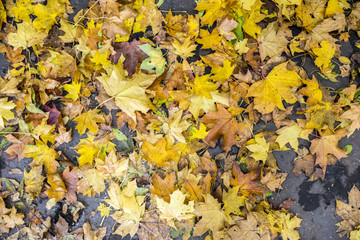 Colorful maple foliage