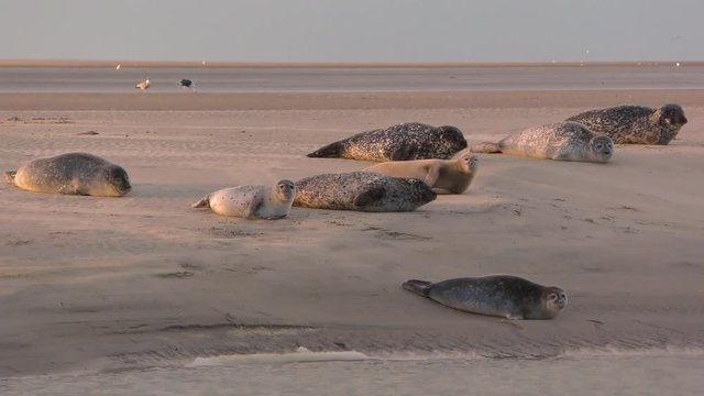 La sieste des phoques veaux-marins &agrave; Berck-sur-mer