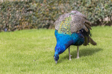Fototapeta premium Closeup portait of a peacock