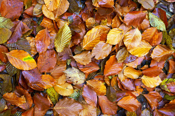 Fallen leaves on the ground