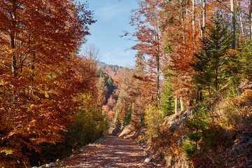 Fototapeta na wymiar Road through forest in the fall