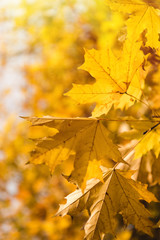 yellow maple leaves
