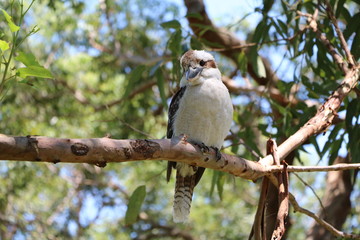 Dacelo novaeguineae sitting on a Eucalyptus branch in Australia