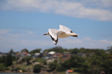 Chroicocephalus novaehollandiae Seagull flies over Cronulla beach in Sydney, Australia 