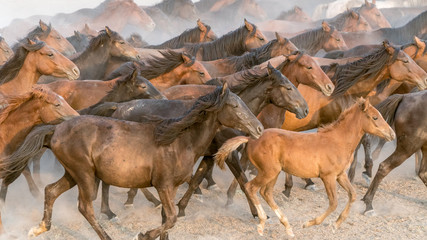 Horses run gallop in dust