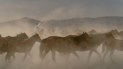 Horses run gallop in dust